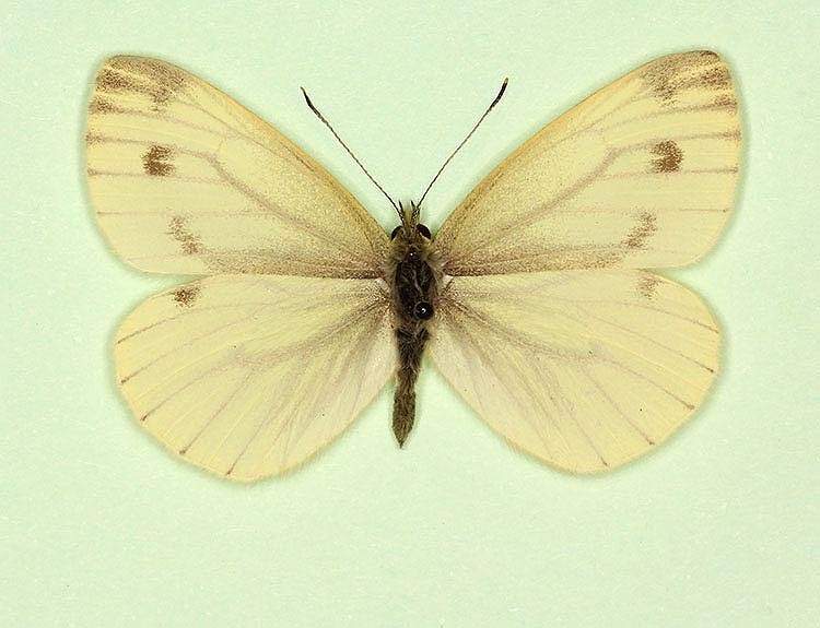 Pieris napi female (aberrant form flavescens) (Internet Image property of respective owner, non-commercial use only)
